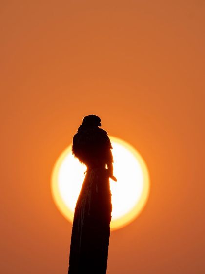 A creative silhouette of a Shikra perched against the setting sun. Using the sun as a graphic element in the background can turn a simple shot into a piece of art.