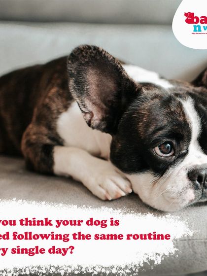 Is your dog bored with the same old routine? A trip to my park can break the monotony, offering new friends, new smells, and a huge space to explore and play.