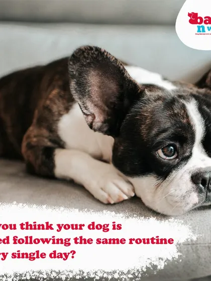 Is your dog bored with the same old routine? A trip to my park can break the monotony, offering new friends, new smells, and a huge space to explore and play.