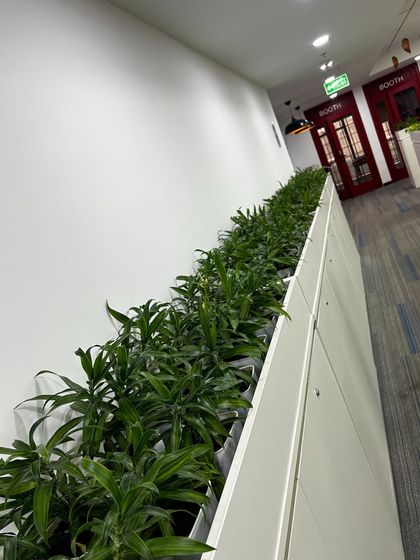 A closer look at the corridor planters at Protiviti. I used hardy Dracaena plants that thrive indoors and require minimal care, which is part of my strategy to provide beautiful and sustainable green solutions for busy corporate spaces.