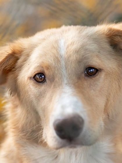 WoofWoof Stories - Pet & Family Photography Outdoor Adventures photo 14