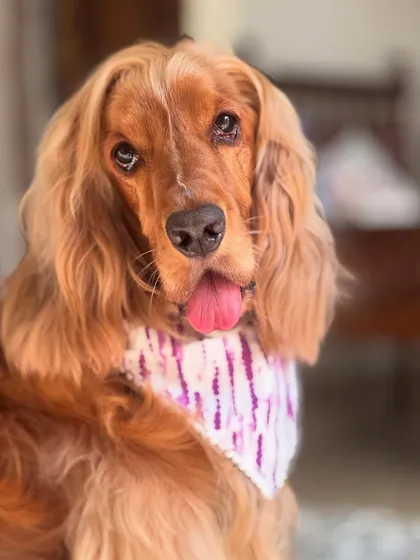 A close-up of Posto's tie-dye Holi bandana. He's ready for a safe and colorful celebration.