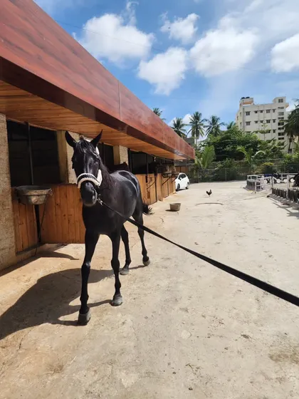 Our stunning black thoroughbred, a true beauty, posing outside our rustic wooden stables on a bright, sunny day.