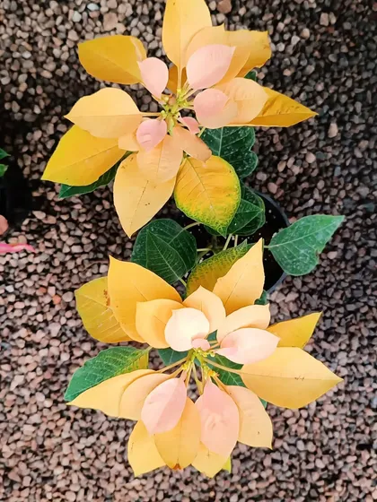A beautiful yellow and pink Poinsettia, showcasing the unique color varieties we stock during the festive season.