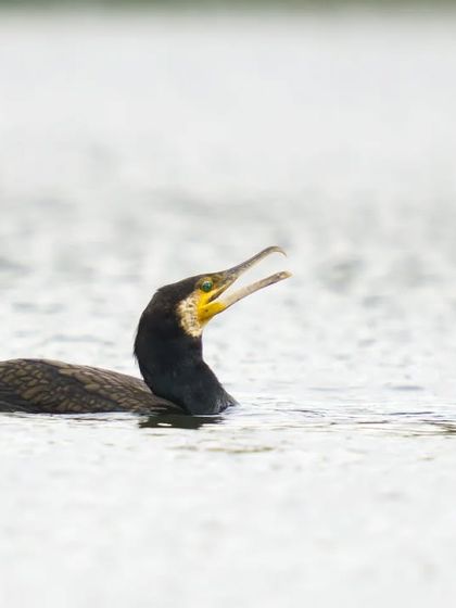 A Great Cormorant calls out while swimming, its yellow gular pouch visible.
