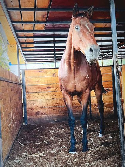 A horse looking out from its stall. Our stables are designed to be open and airy, keeping the horses comfortable.