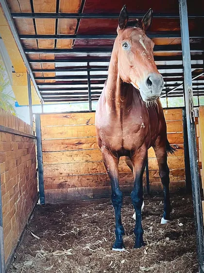 A horse looking out from its spacious and clean wooden stall, a common sight at our well-maintained facility.