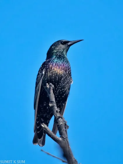 The iridescent plumage of a Common Starling shining in the sun. These relatives of the common Myna have feathers that shimmer with a rainbow of colours.