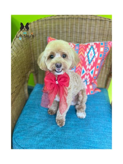 Furrybells Pet Grooming - Pet Grooming (Dogs & Cats) Breed-Specific Dog Styles photo 24