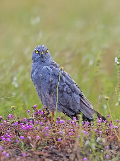 A male Montagu's Harrier stands among purple wildflowers. The contrast between the slate-grey raptor and the delicate flowers creates a uniquely beautiful scene.