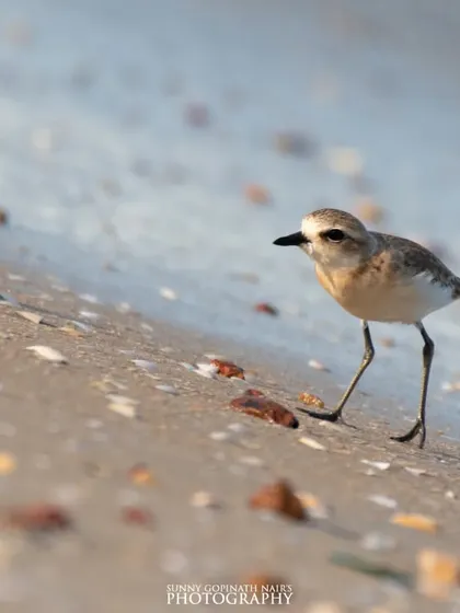 A tiny Lesser Sand Plover carefully walks along the wet sand, foraging for food among the shells. This shot captures the delicate nature of coastal birdlife.