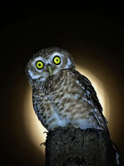 A little bit of creativity and a lot of luck resulted in this shot of a Spotted Owlet against the moon. Night and low-light photography present unique challenges, and I share techniques to help you capture these magical, after-dark encounters.