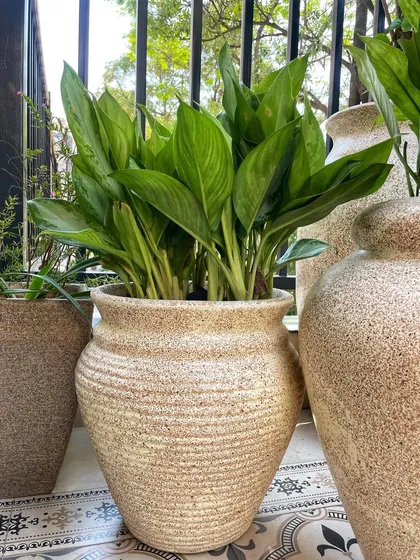 Something for every nook. This beautiful textured pot is filled with a lush Aglaonema, perfect for a bright corner of your home.
