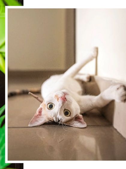 Pawparazzi By Prathima - Pet Milestone Photography Just for Cats photo 8