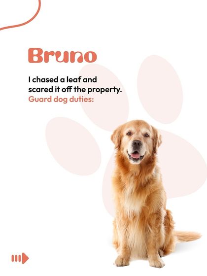 Bruno the Golden Retriever is taking his guard dog duties very seriously. He successfully chased a leaf off the property. A very important job, indeed.