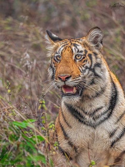 In wildlife photography, capturing eye contact is paramount. My gear is chosen specifically for its ability to lock onto an animal's eye, ensuring that connection is never missed.