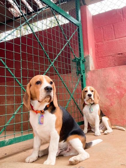 PetStepin - Pet Boarding & Daycare Safe & Happy Holiday Stays photo 8