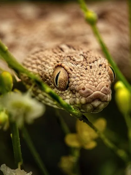 A Saw-scaled Viper hides among flowers in the Thar Desert. Though small, this species is highly venomous and aggressive, a reminder that danger in the wild comes in all sizes.
