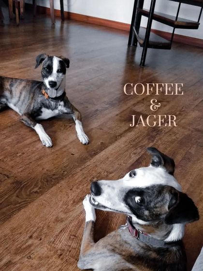 Aditi - In-Home Pet Sitting Meet the Whole Gang photo 24