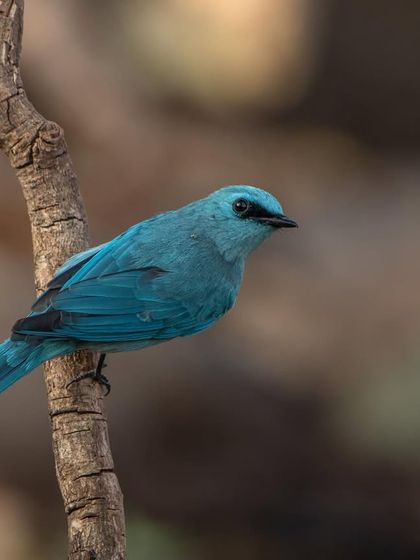A Verditer Flycatcher, bringing some colour to a Sunday. This brilliant blue bird is always a joy to photograph.
