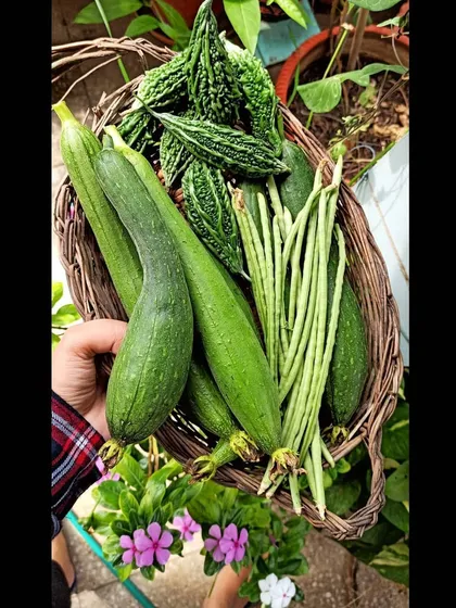A basket of greens from the terrace. This harvest includes sponge gourds, bitter gourds, and aphid-loving lobhiyas. I share my struggles with pests and the organic solutions I try.
