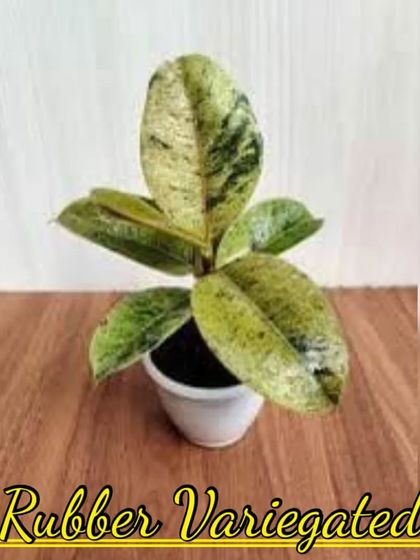 A variegated Rubber Plant (Ficus elastica 'Tineke'). Its beautiful leaves have patches of green, cream, and sometimes pink.