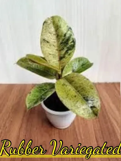 A variegated Rubber Plant (Ficus elastica 'Tineke'). Its beautiful leaves have patches of green, cream, and sometimes pink.
