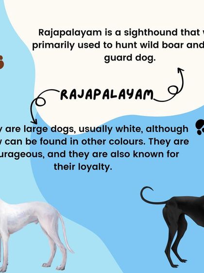 Furever Safe - Pet Training All About Breeds photo 4