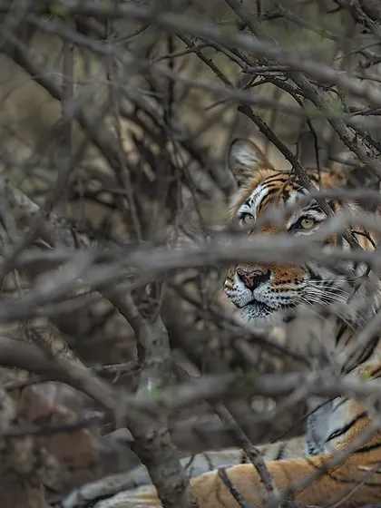 A creative shot of tigress Laila peeking through the dense thicket. I encourage my students to look for unique compositions that tell a story of the animal in its habitat, creating a sense of mystery and camouflage.