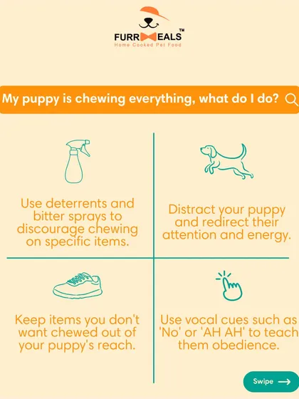 This guide is all about surviving the puppy teething phase. I share tips on what to expect, how to identify the signs, and what you can do to help, from providing safe chew toys to redirecting their energy.