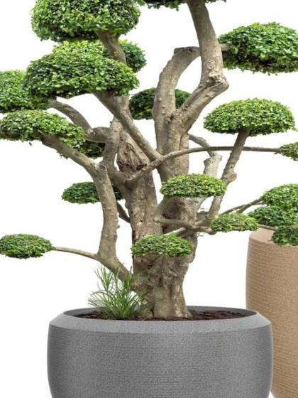 A beautiful bonsai tree deserves an equally beautiful pot. This grey, textured polymer planter provides a stable and stylish base for this magnificent specimen, perfect for a zen garden theme.