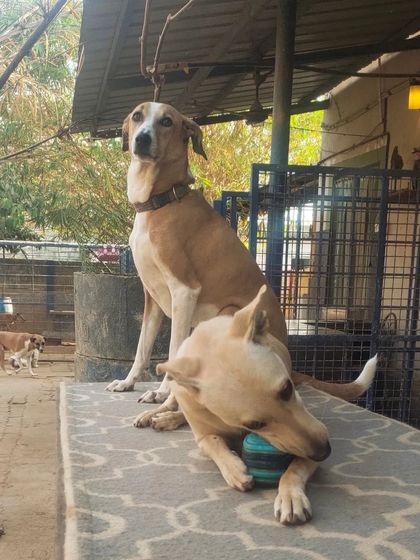 Wagg City - Cage-Free Dog Boarding & Daycare Meet the Pack photo 8