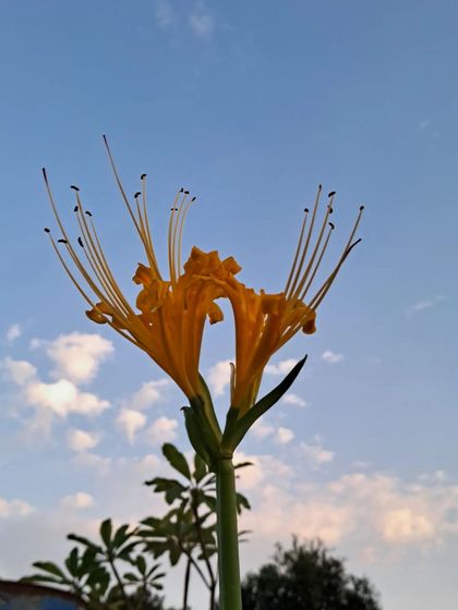 Bhardwaj - Urban Gardening Consultation A Riot of Colorful Flowers photo 203