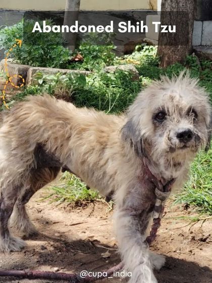 Cupa - Pet Adoption, Fostering & Sponsorship The Hard Truth: Advocacy & Responsible Pet Ownership photo 22