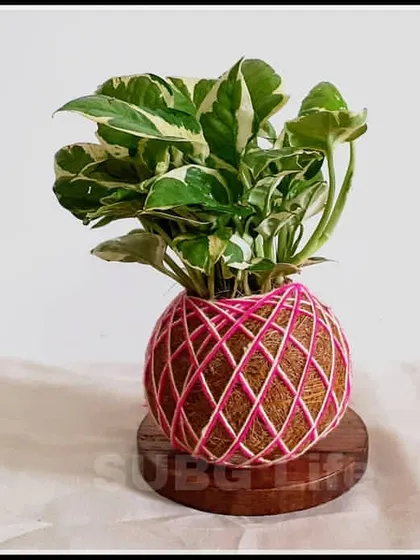 Here is another popular choice, the variegated Money Plant, handcrafted into a Kokedama with pink thread. This shows how a common houseplant can become a unique piece of art. It's lightweight, easy to care for, and purifies the air.