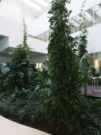 The multi-story green atrium at the Virchow 16 building in Basel. The towering plants create a dramatic vertical landscape, ensuring that even on upper floors, the connection to nature is immediate and powerful.