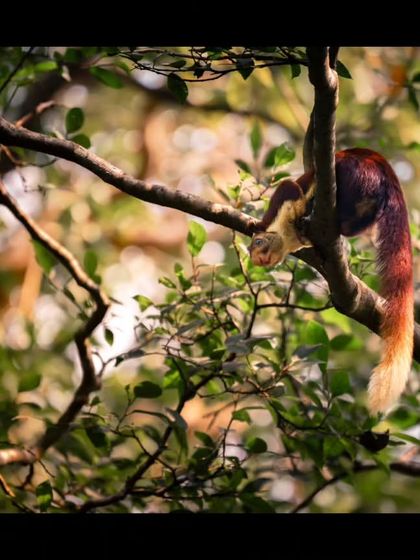 The Indian Giant Squirrel, with its vibrant maroon and cream coat, navigates the high branches of the forest. Its long, bushy tail makes it a spectacular sight in the Western Ghats.