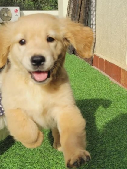 The pure joy of a puppy running free. This little Golden Retriever is having the time of his life in our safe, outdoor play area.