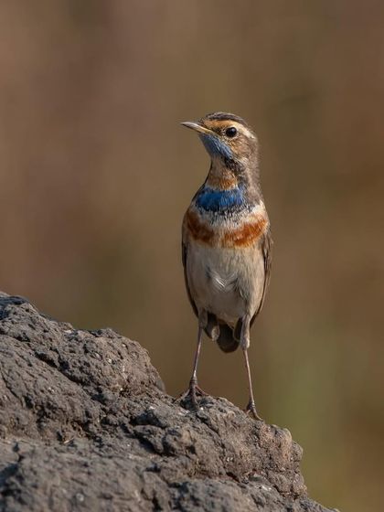 A handsome Bluethroat posing proudly on a rock. Its striking blue and orange bib makes it a favourite subject for many birders.