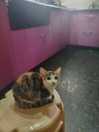 Cherry in the kitchen, looking up with her big, innocent eyes. She is a beautiful kitten who needs a safe home.
