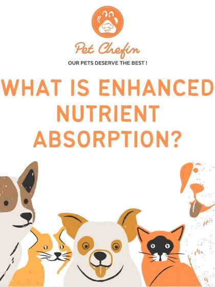 Enhanced nutrient absorption means your pet can effectively digest and utilize the nutrients in their food. Our air-dried treats promote this through bioavailable nutrients and easily digestible ingredients.