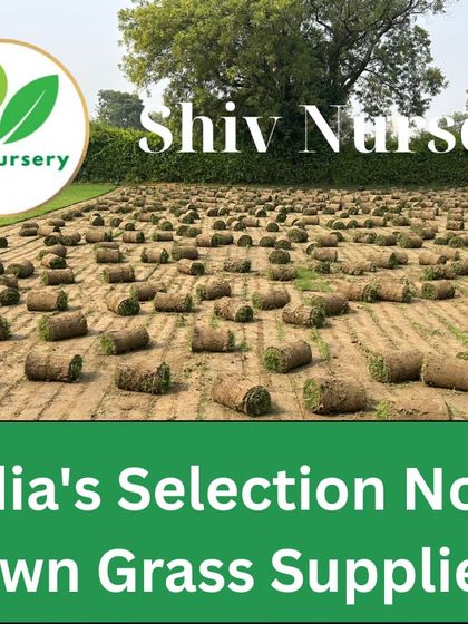 Hundreds of Selection No. 1 grass rolls ready for a large project. This variety creates a flawless, carpet-like lawn.