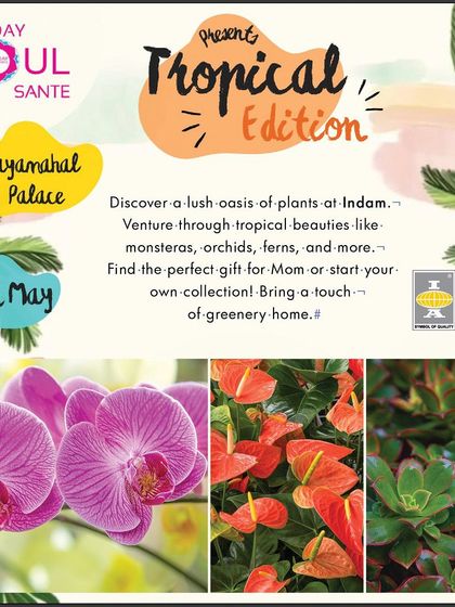 An announcement for our stall at the Tropical Edition of Sunday Soul Sante. We love these events where we can showcase tropical beauties like monsteras, orchids, and ferns.