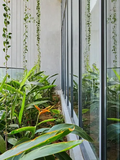 A lightwell brings greenery and natural light into the heart of the School of Arts and Sciences at Ahmedabad University. These internal gardens improve air quality and provide a visual connection to nature for students in adjacent classrooms and labs.