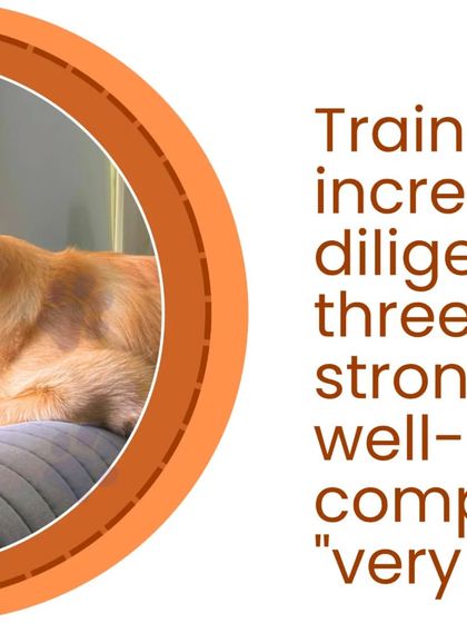 This is a snippet from a client's feedback about their dog, Goldie. After three months of diligent training, we built a strong bond that transformed him into a well-behaved and cherished companion.