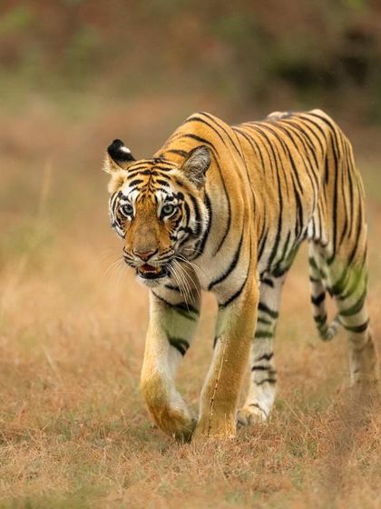 Naintara walking through an open patch of grassland. The way her paws lift off the ground shows her silent, cat-like tread, a key skill for a successful hunter.