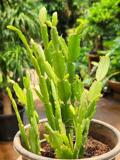 The Christmas Cactus is a unique cactus that doesn't have sharp spines. It's known for its beautiful flowers that bloom around the holidays.