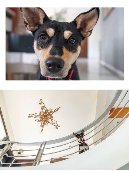 A collage showing Luna the Indie's personality. The top is a curious close-up, and the bottom is an architectural shot of her on a beautiful staircase, showcasing her in her home environment.