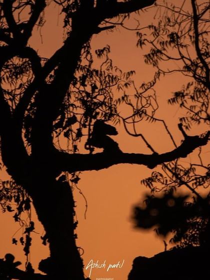 Can you spot the Langur monkey? This silhouette shot against an orange sky is a game of hide-and-seek, using the dark shapes of the trees to create a mysterious mood.