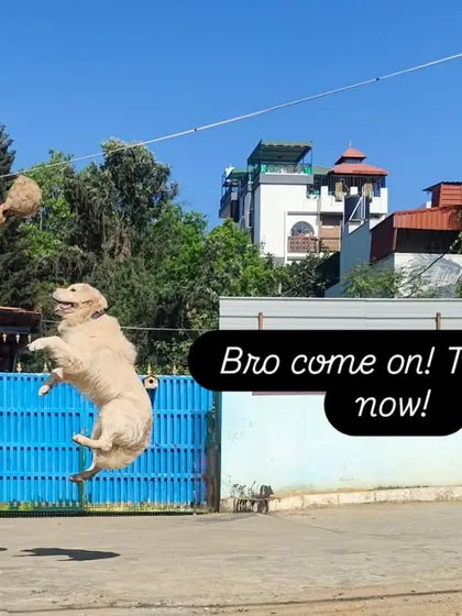 This is Bruno, and his love for the ball is epic. We have plenty of space for high-energy dogs to play fetch and get all their zoomies out.